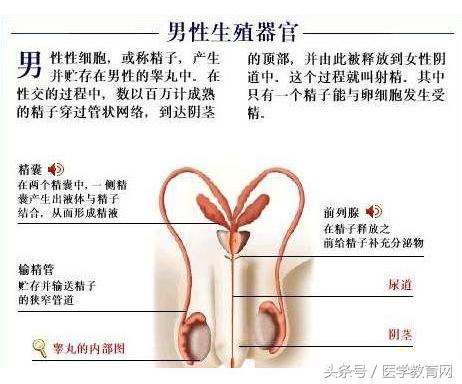 胎儿发育过程视频,胎儿发育全过程图