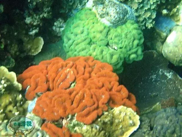 令人毛骨悚然的帕劳国家美食,去帕劳必吃的东西