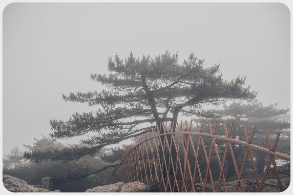 黄山四绝之一奇松介绍,黄山的四绝分别是奇松怪石