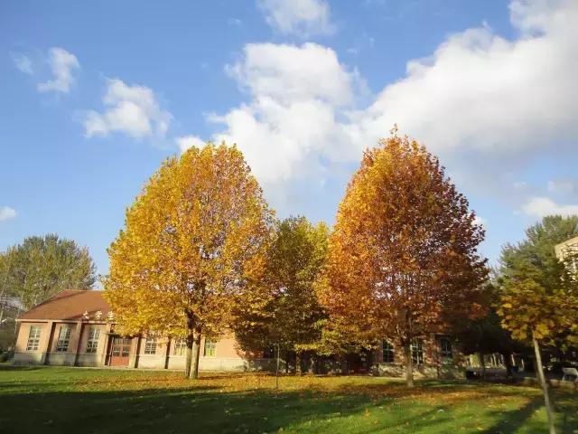 山东专升本学校——青岛农业大学海都学院