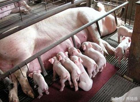 母猪没有奶水小猪怎么养,母猪没乳房怎么产奶水