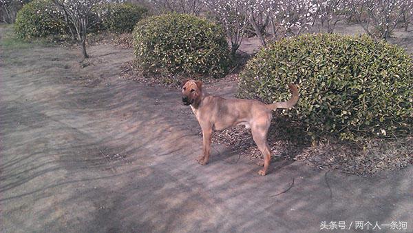 野犬抢食物被咬死,恶犬咬死野猪的全过程