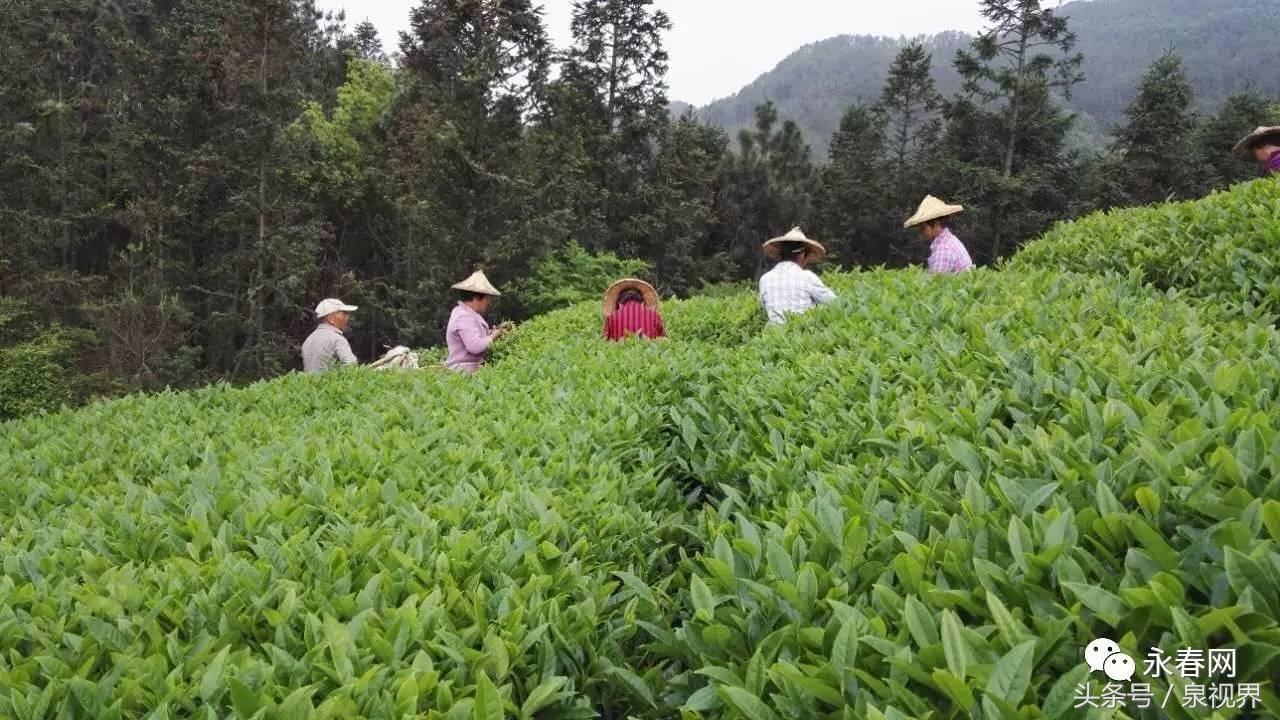 揭秘“一壶好茶”背后的点滴沉淀—永春网专访永春水仙茶王黄金友