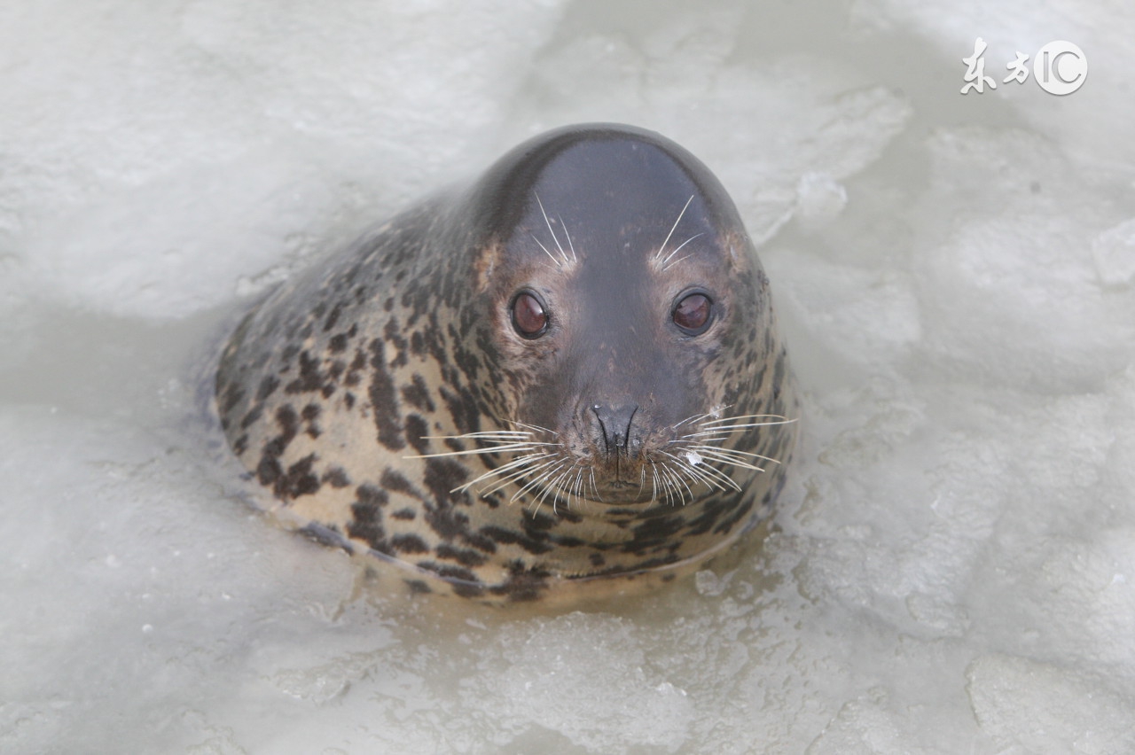 你不知道扎辫子的女生有多好看,你不知道扎马尾辫的女孩有多好看