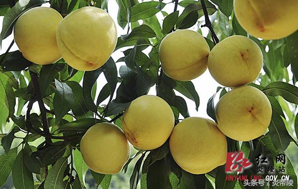 美丽炎陵，一个您想要去而一定要去的地方