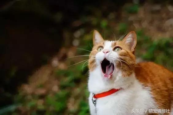 猫咪口臭怎么解决,猫咪牙齿
