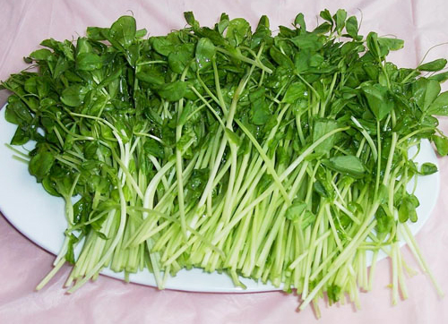 营养最丰富的十种绿叶蔬菜