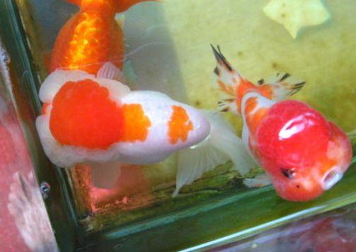 鱼为什么会把尾巴露出水面,鱼为啥总浮出水面呼吸