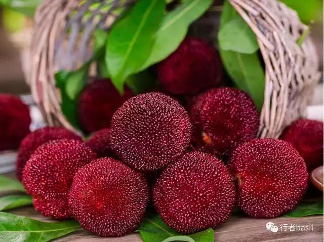 正宗杨梅酒的泡制方法,怎样酿制杨梅酒窍门