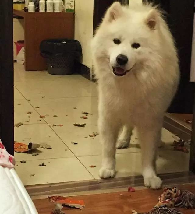 萨摩耶跟二哈哪个好养,二哈和萨摩耶哪个好养