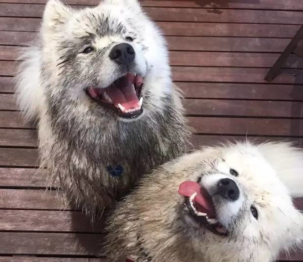 萨摩耶跟二哈哪个好养,二哈和萨摩耶哪个好养