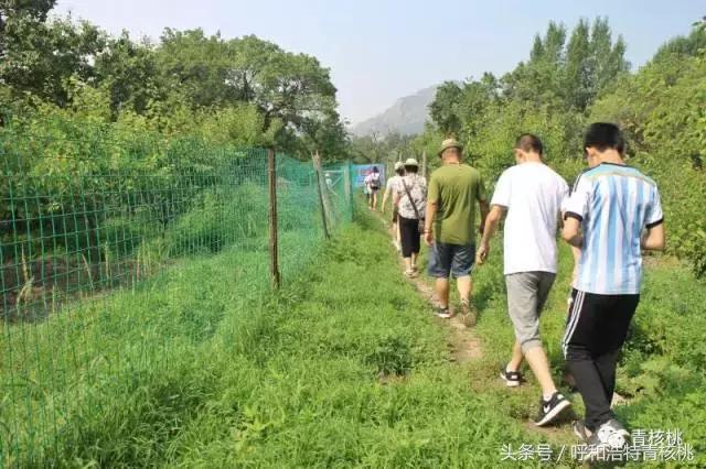 呼和浩特摘杏一日游,呼和浩特乌素图摘杏的地方