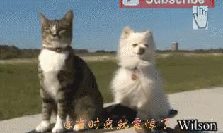 这个网红靠滑板征服全人类？咳咳是时候承认活得不如猫了