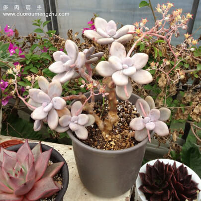 蓝色惊喜多肉老桩图片,多肉红梅老桩图片大全