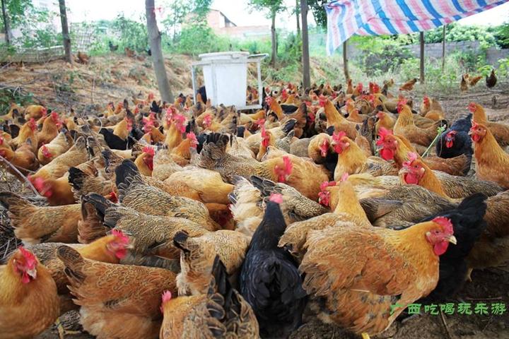游机鸡是什么东西？吸引一群厨王跑到南宁农村吃