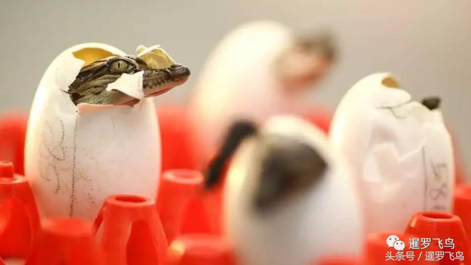 泰国养殖的鳄鱼,鳄鱼养殖基地吃鸡头