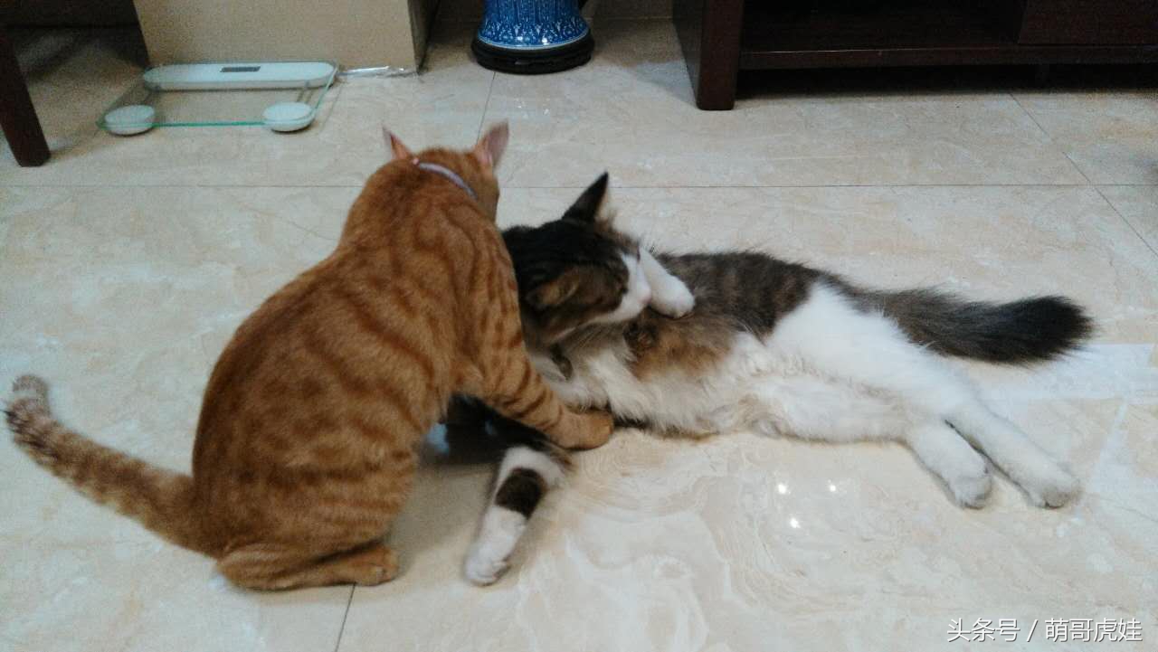 谁说天上不能掉馅饼，坐在家里也能被空降的喵星人砸中，命中注定就是铲屎官