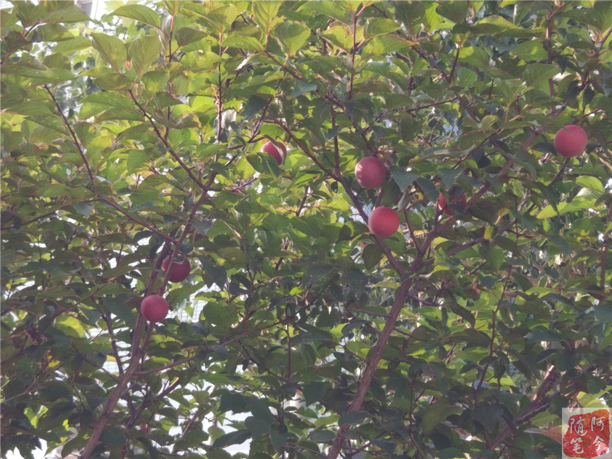 路边长的野生红果果能吃吗,农村老爷爷采摘花生