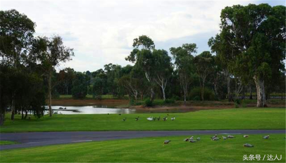 澳洲阿德莱德vs悉尼fc,阿德莱德对澳洲悉尼