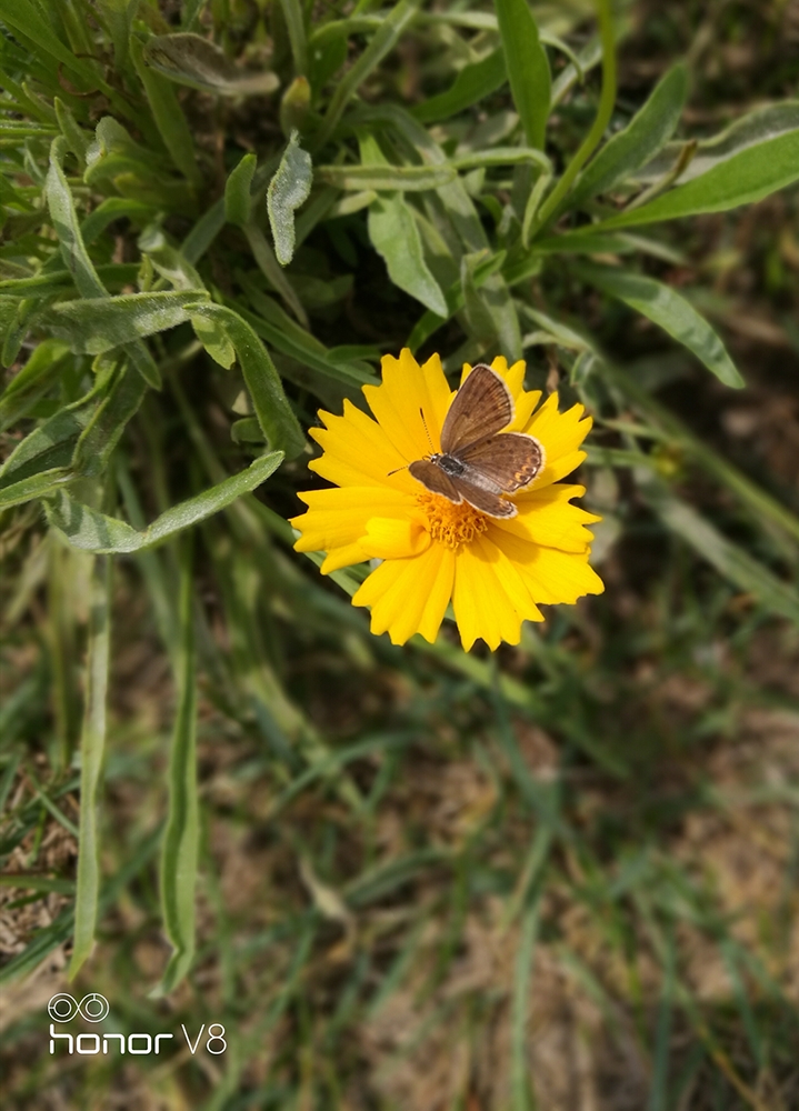 闲鱼几百元荣耀v8,闲鱼1000元荣耀v7