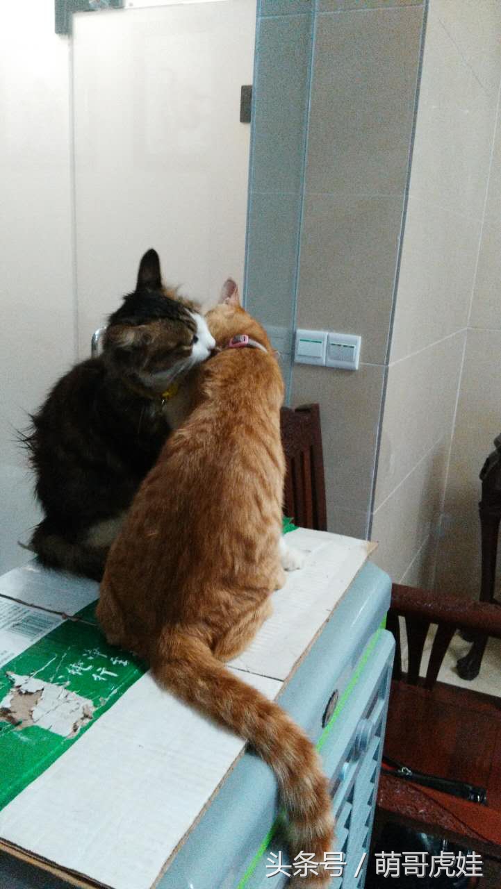铲屎的把喵星人当孩子养，逢年过节都给大红包，每年的红包钱都存起来捐给寺庙帮小猫求平安