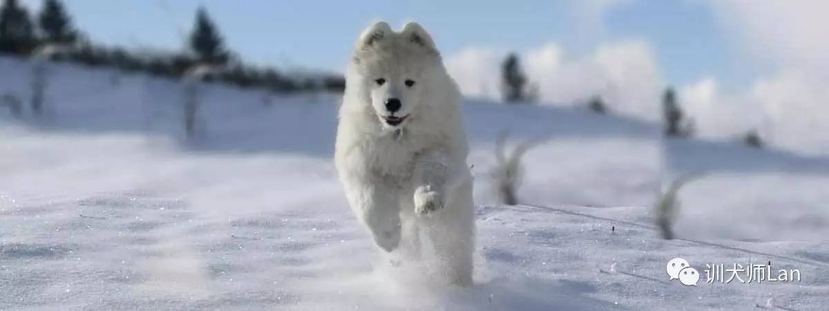最迷人的萨摩耶犬,十大最强的萨摩耶犬