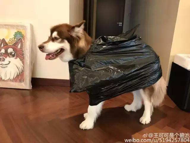 王思聪的狗坐私人飞机这和10多万的狗链比算什么？