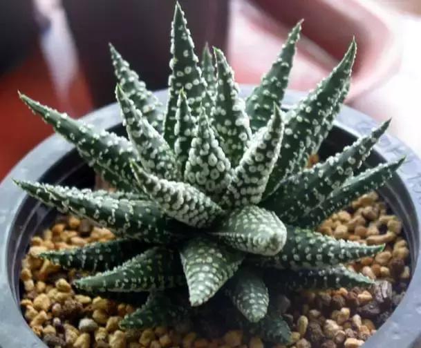 十二卷多肉植物怎么养,十二卷多肉如何养根