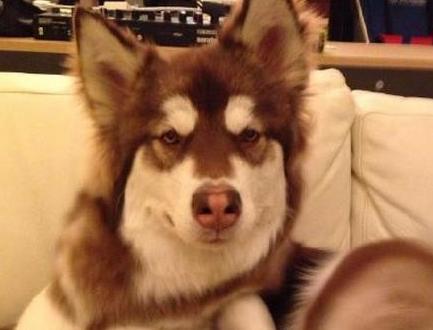 狗界奢侈品,金毛王可可