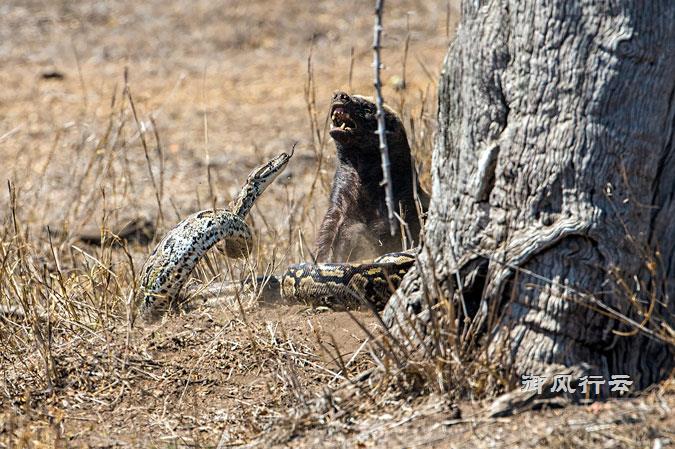 四米巨蟒遭遇平头哥，不到三分钟战斗结束！