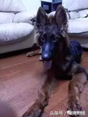 所有的狗狗都有尴尬期吗,科普狗狗知识