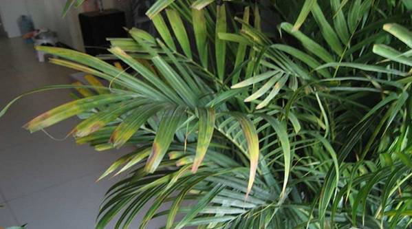 散尾葵焦尖叶黄,散尾葵根发霉叶黄怎么回事