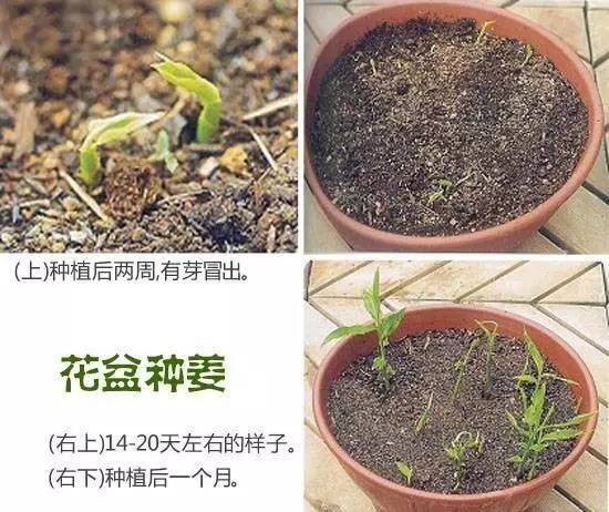 重庆小面的做法教程新手零基础学,你知道重庆小面有多少种调料