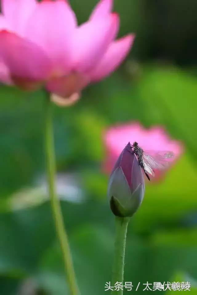 淮阳万亩荷花华丽盛放，让摄影师告诉您，荷花到底有多美！