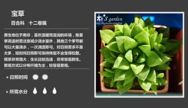 十二卷多肉植物怎么养,十二卷多肉如何养根
