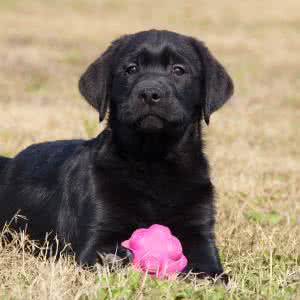 拉布拉多犬，你懂它吗？