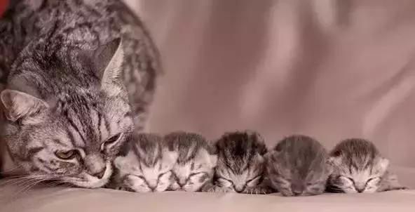 猫咪怀孕生产及产后护理