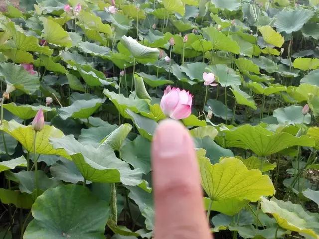 香河一日游看荷花,周边自驾游荷花