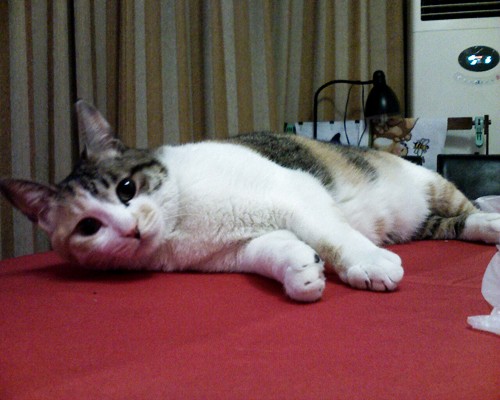 夏天放沙发上的凉席有哪些,夏天现在买什么凉席最流行