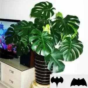 客厅适合摆放的十大植物除甲醛,客厅吸甲醛植物有哪些