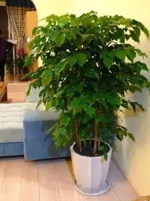 客厅适合摆放的十大植物除甲醛,客厅吸甲醛植物有哪些