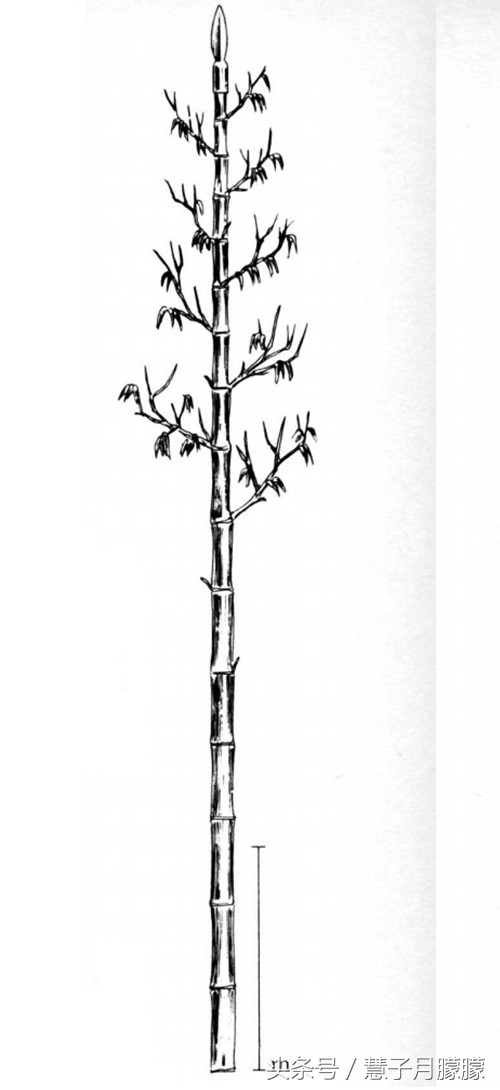 世界十大冷兵器杀伤力排名,世界十大大杀器冷兵器