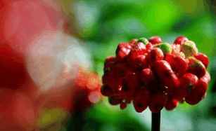 身体没问题可以吃三七吗,生理期能吃三七通胶囊吗