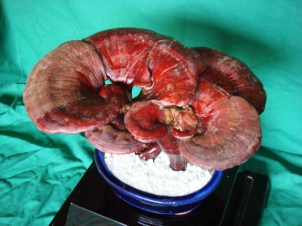 灵芝是抗癌之王,世上没有治百病的药