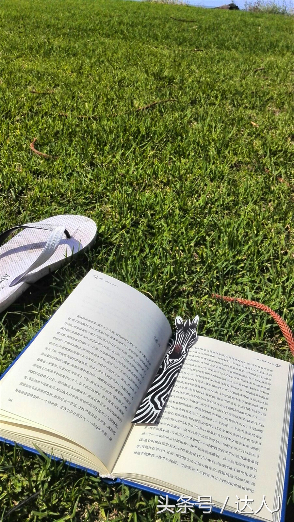 澳洲阿德莱德vs悉尼fc,阿德莱德对澳洲悉尼