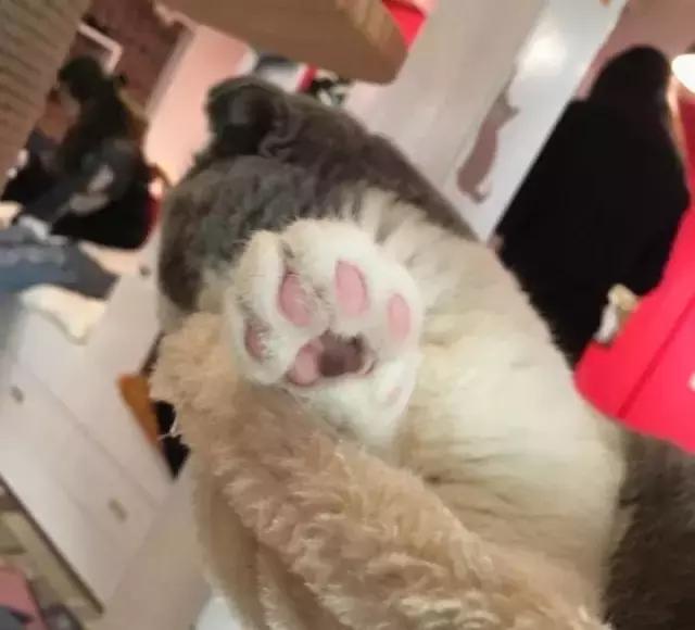 萌出血!九江这几家的撸猫店喊你来撸猫啦!美食与猫兼得!