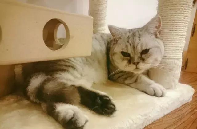 萌出血!九江这几家的撸猫店喊你来撸猫啦!美食与猫兼得!