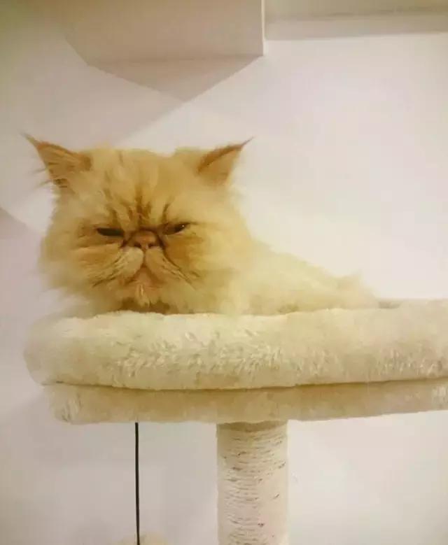 萌出血!九江这几家的撸猫店喊你来撸猫啦!美食与猫兼得!