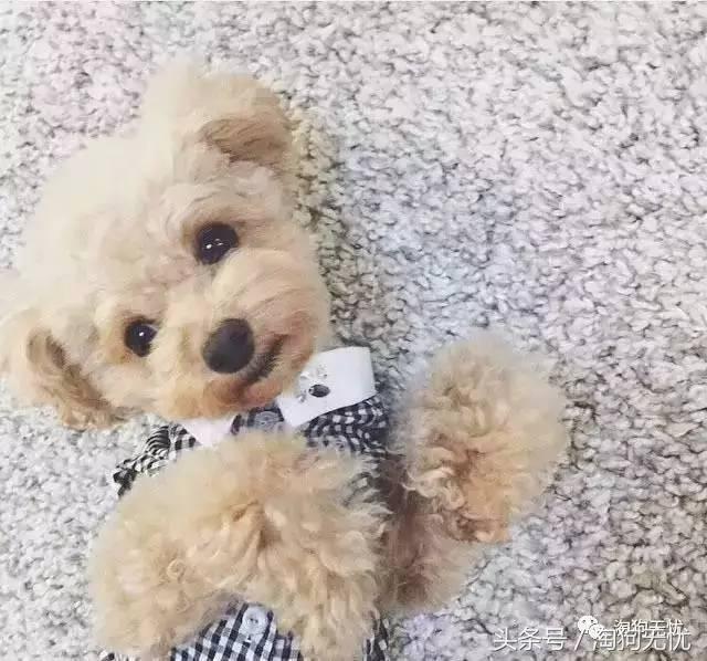 所有的狗狗都有尴尬期吗,科普狗狗知识