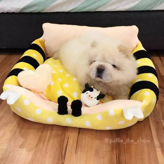 黑色肉球松狮视频,肉球松狮小短腿